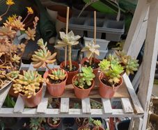 plant succulent