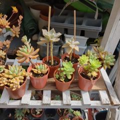plant succulent