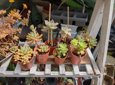 plant succulent
