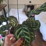 plants Image 5