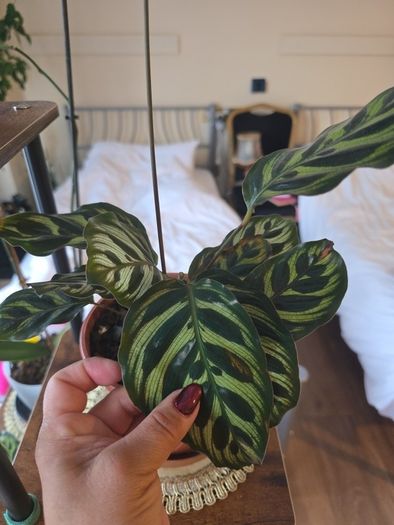 plants