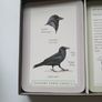 Ornithology Image 3
