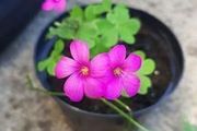 Pink Oxalis