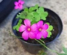 Pink Oxalis