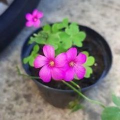 Pink Oxalis
