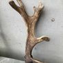 Deer Antlers Image 3