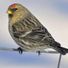 Redpoll