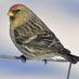 Redpoll