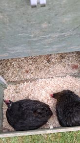 hatching eggs