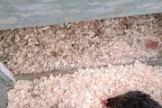 hatching eggs