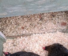 hatching eggs