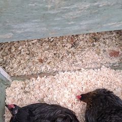 hatching eggs