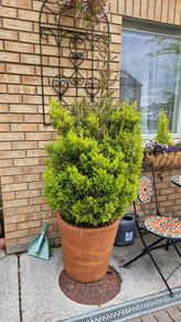 Potted tree