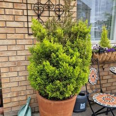 Potted tree