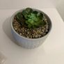 Fake plant and pot Image 4