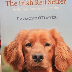 The Irish Red Setter