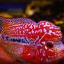 fish tank Image 7