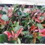 Red Robin Hedging Image 3