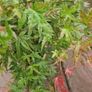 Japanese acer Image 2