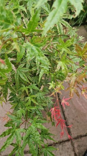 Japanese acer