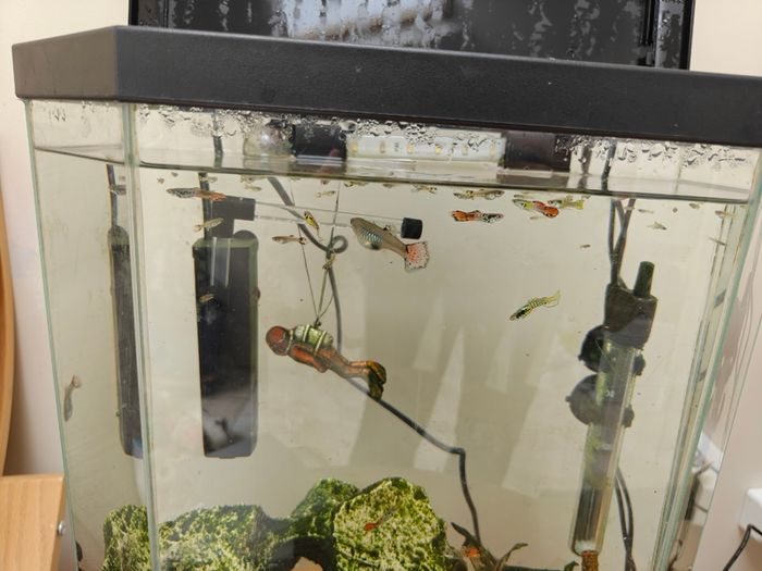 Guppies