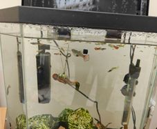 Guppies