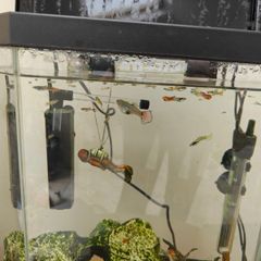 Guppies