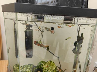 Guppies