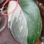 On hold No.6 Philodendron Red Anderson Image 4
