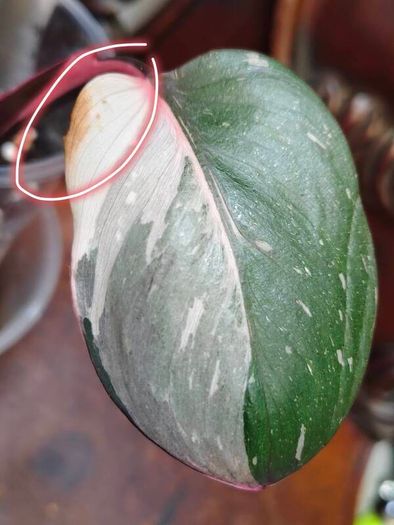 On hold No.6 Philodendron Red Anderson