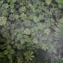 Koreless. Vinyl lp , Signed Image 3
