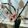 lego orchid Image 8