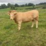 Cattle Image 4