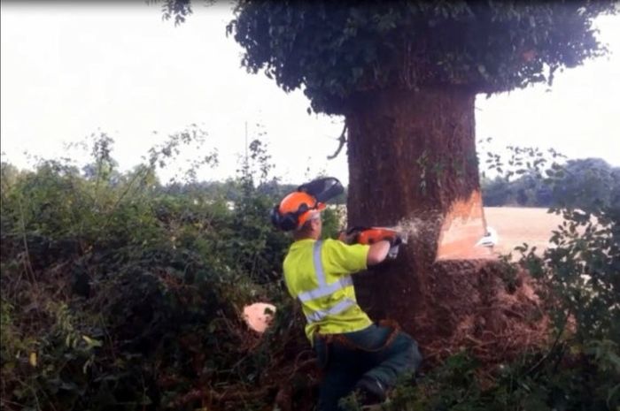 Free Tree Felling & Removal