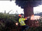 Free Tree Felling & Removal Image 2