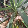 yucca plant Image 2
