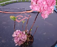Pink ball hydrangea