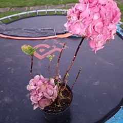 Pink ball hydrangea