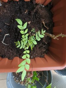 curry leaf plants