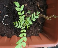 curry leaf plants
