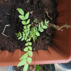 curry leaf plants
