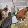 Hens and Roosters Image 4