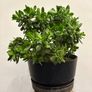 home plants Image 6