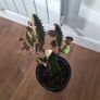 Euphorbia Trigona Rubra cactus Image 3