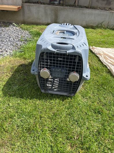 Dog