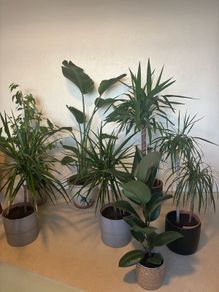 plant