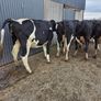 Incalf friesian heifers Image 6