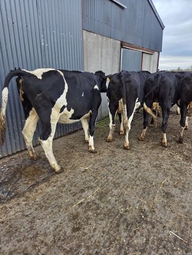 Incalf friesian heifers