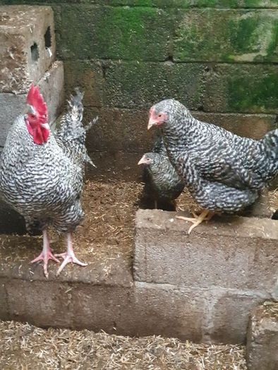 Hens, point of lay pullets