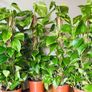 Epipremnum with mosspole in 19cm pot and 80-90cm in height Image 3